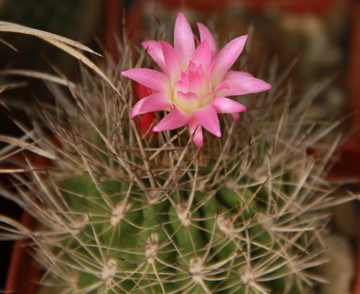 Neochilenia sp.