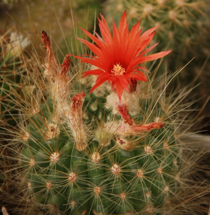 Parodia penicillata