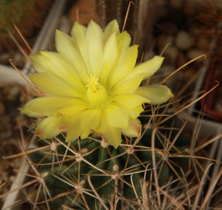 Ferocactus hamatacanthus ssp. sinuatus