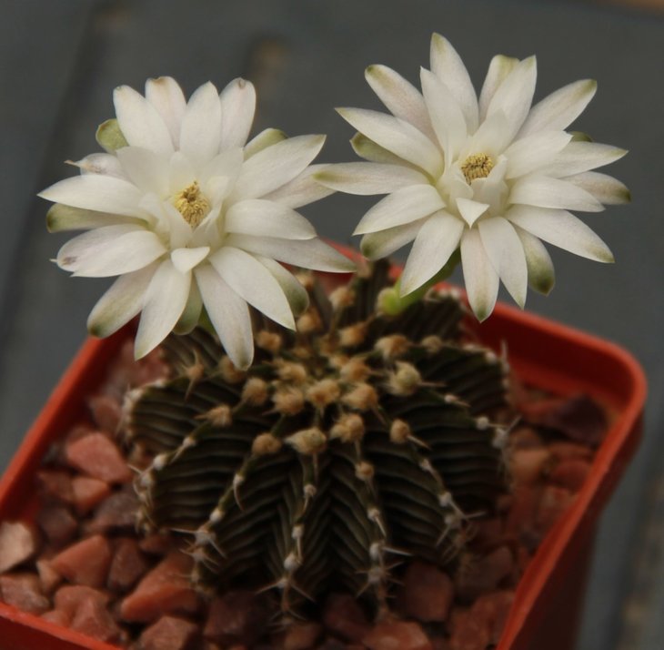 Gymnocalycium friedrichii LB 2178 Aqua Dulce