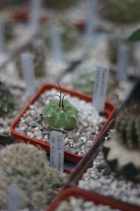 Submatucana madisoniorum