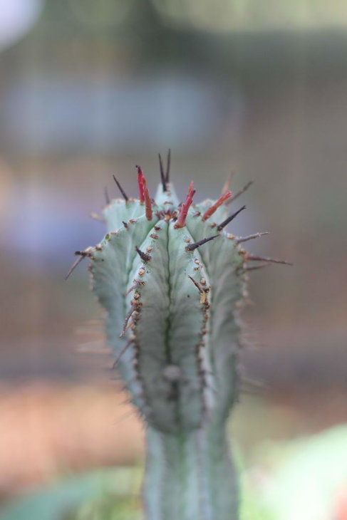Euphorbia horrida