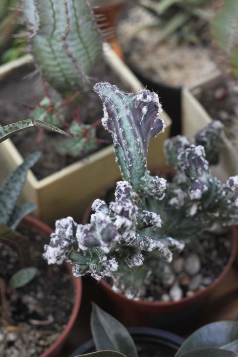 Monvillea spegazzinii f. cristata