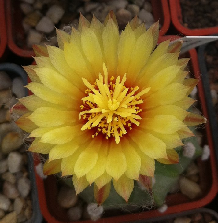 Astrophytum asterias hb ooibo