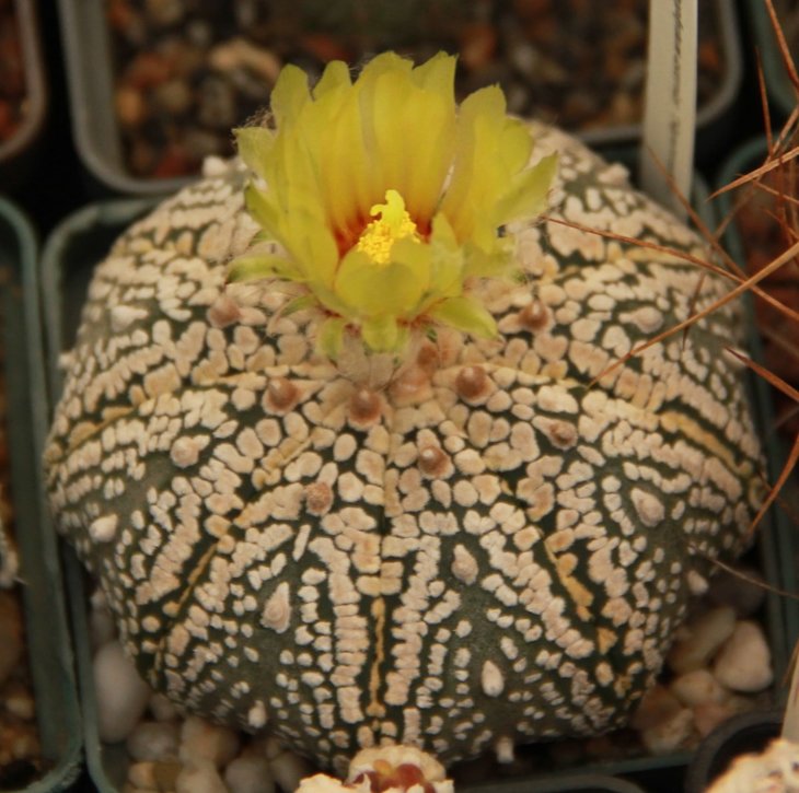 Astrophytum asterias super kabuto