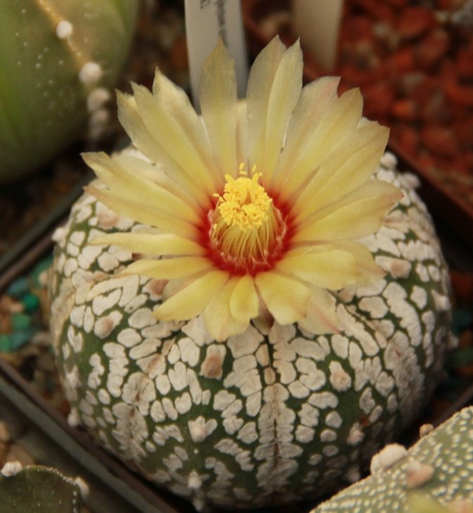 Astrophytum asterias super kabuto