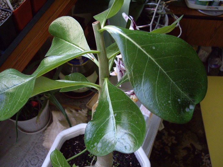 IMGP9044.jpg