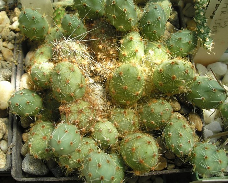 Opuntia ovata