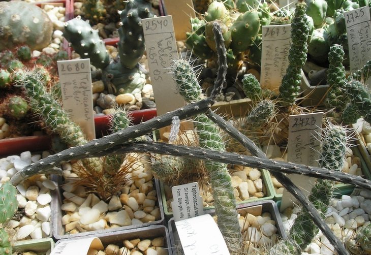 Pterocactus tuberosus