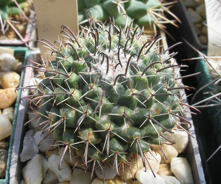 Mammillaria uncinata