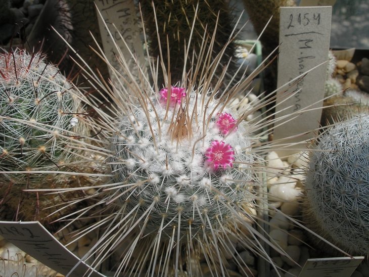 Mammillaria geminispina var.nobile