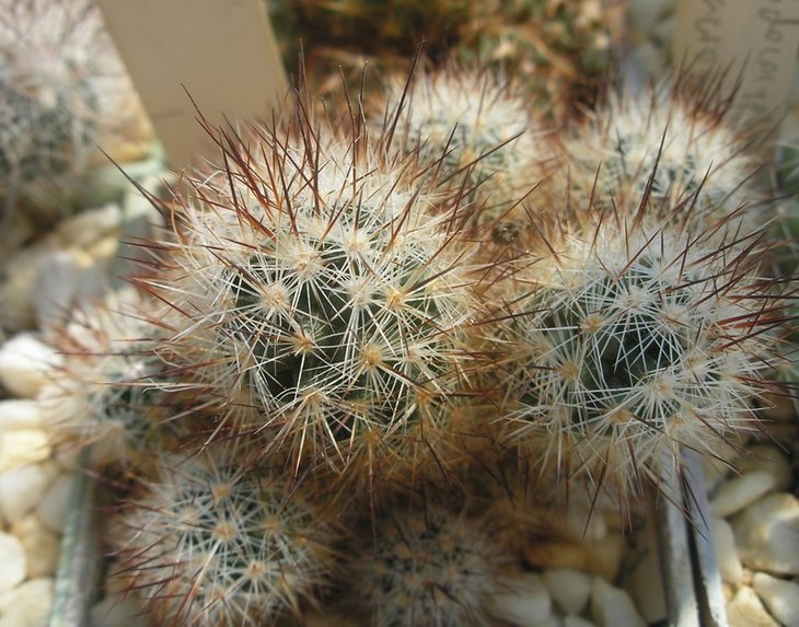 Escobaria bella