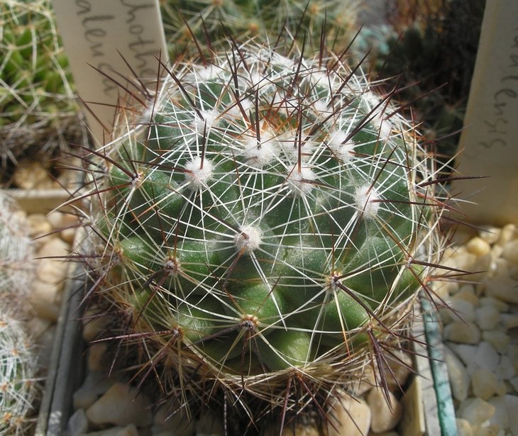 Dolichothele melaleuca