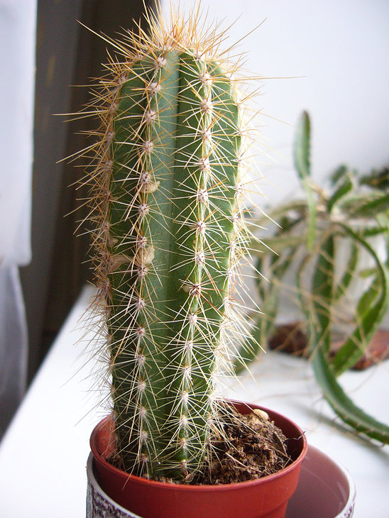 P1120660-1.jpg