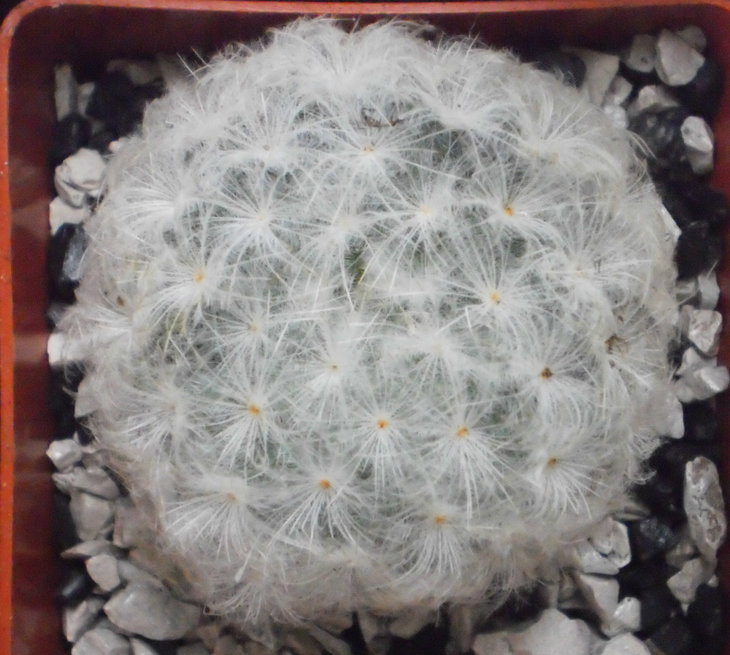 Mammillaria plumosa?