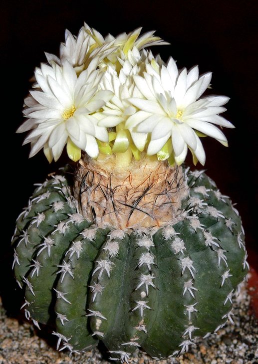 DISCOCACTUS horstii