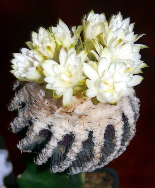 DISCOCACTUS horstii (культивар)