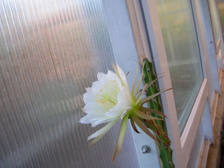 mDSCN9790.JPG