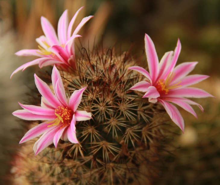 Mammillaria blossfeldiana