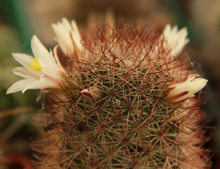 Mammillaria sp.