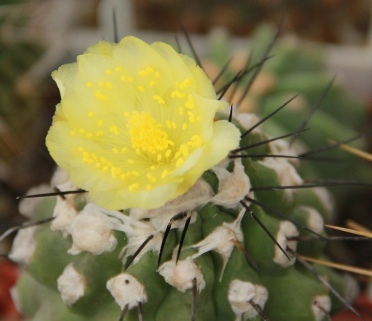 Copiapoa humilis