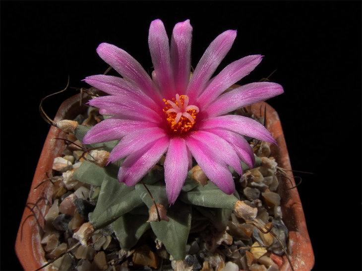 Turbinicarpus alonsoi