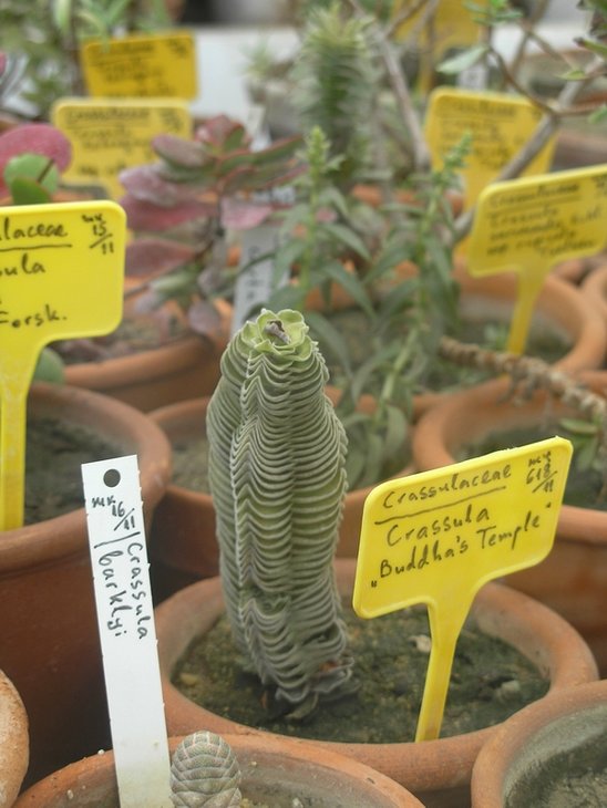 Crassula cv.'Buddha's  Temple'.JPG