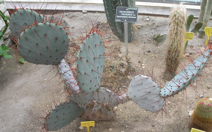Opuntia azurea впечатлила мутно-голубым телом и контрастными колючками