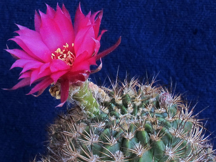 Lobivia tiegeliana