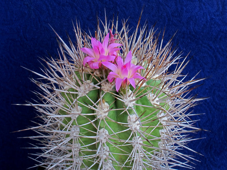 Neoporteria wagenknechtii