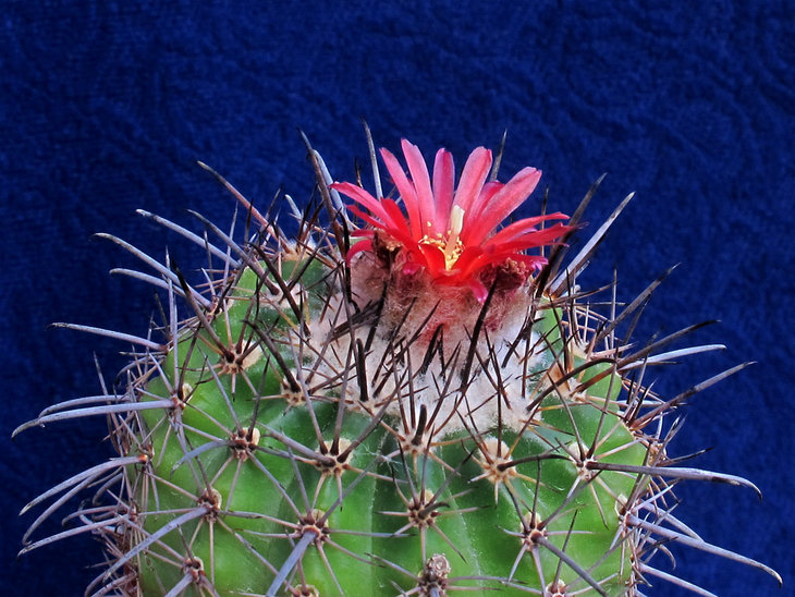Parodia subterranea