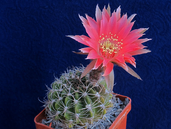 Pseudolobivia polyancistra