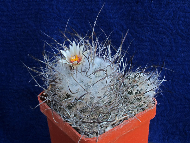 Turbinicarpus dickisoniae