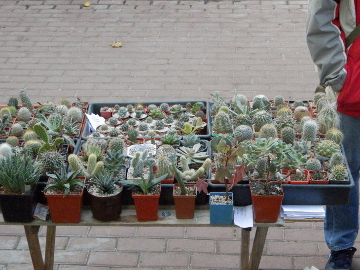 P9100391.jpg