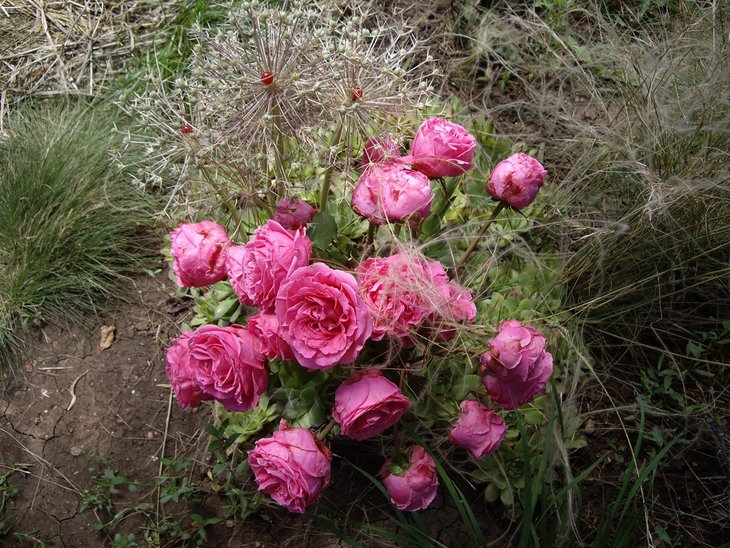 IMGP8572.jpg