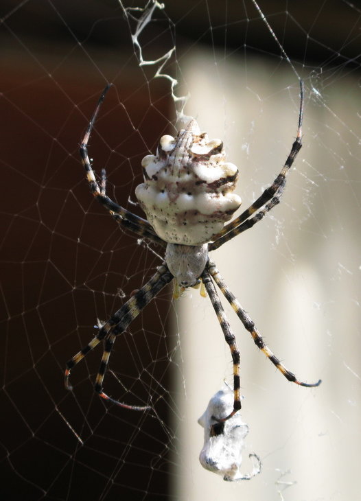 Аргиопа дольчатая (Argiope lobata).jpg