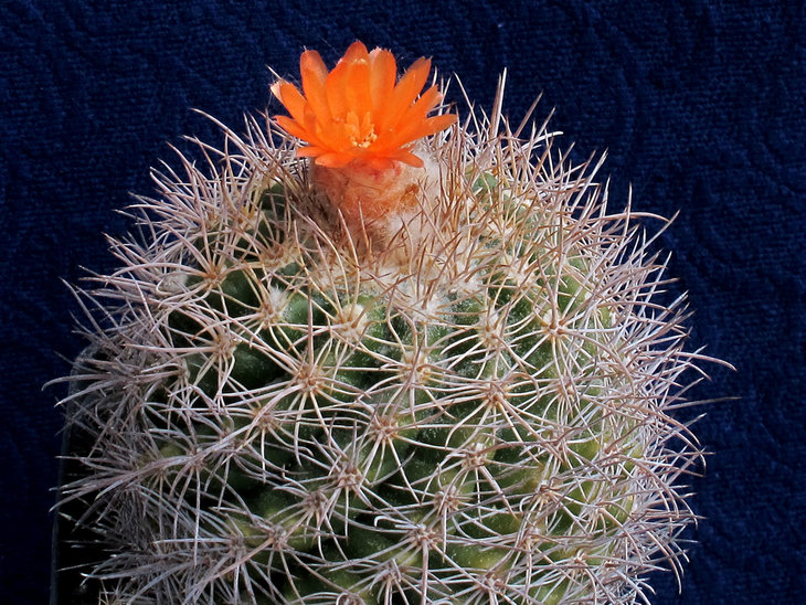 Parodia mairanana