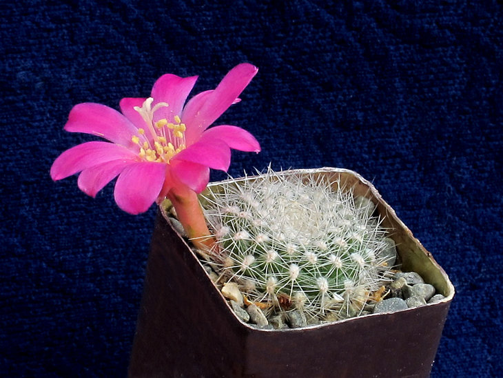 Rebutia senilis v.lilacinorosea