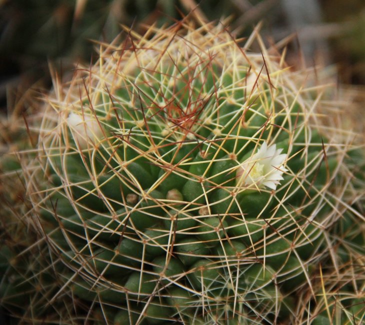 Mammillaria decipiens