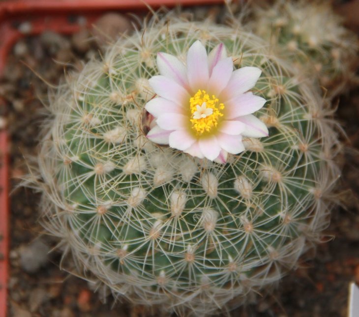 Gymnocactus knuthianus