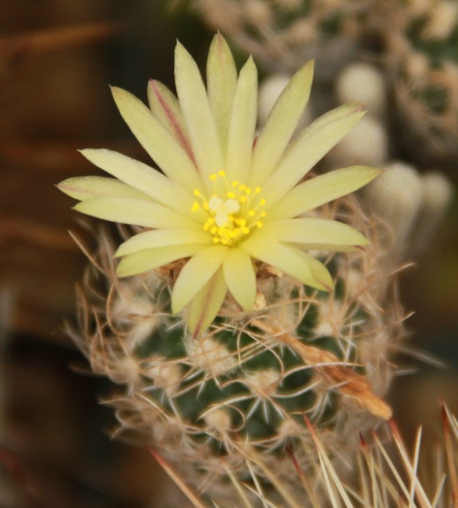 Turbinicarpus krainzianus v minimus