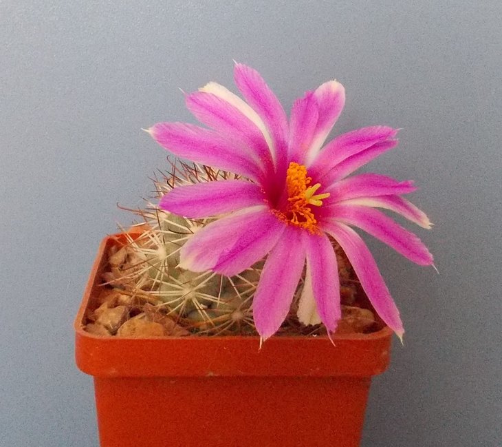 M. (B.) schumannii v. globosa.JPG