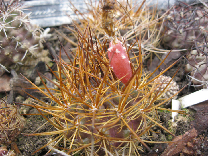 Neochilenia rupicola