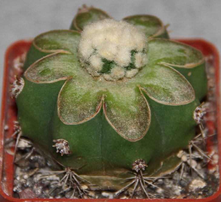 A. asterias kikko super Ooibo