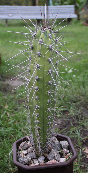 Stetsonia coryne