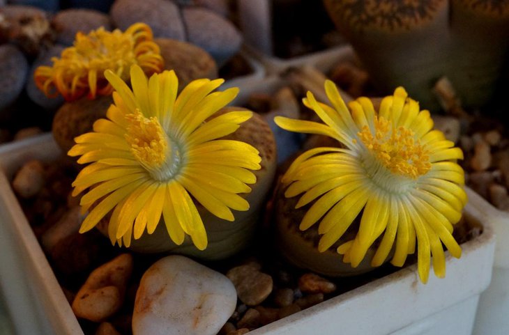 Lithops insularis