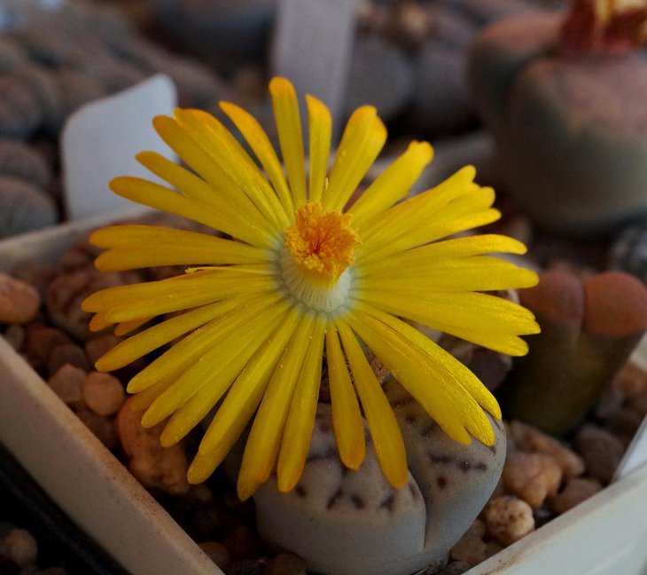 Lithops bromfieldii v.mennelli C 283