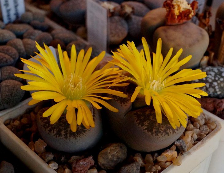 Lithops venteri