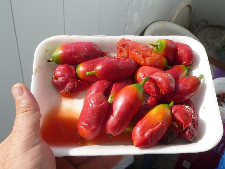 coccinea seeds.jpg