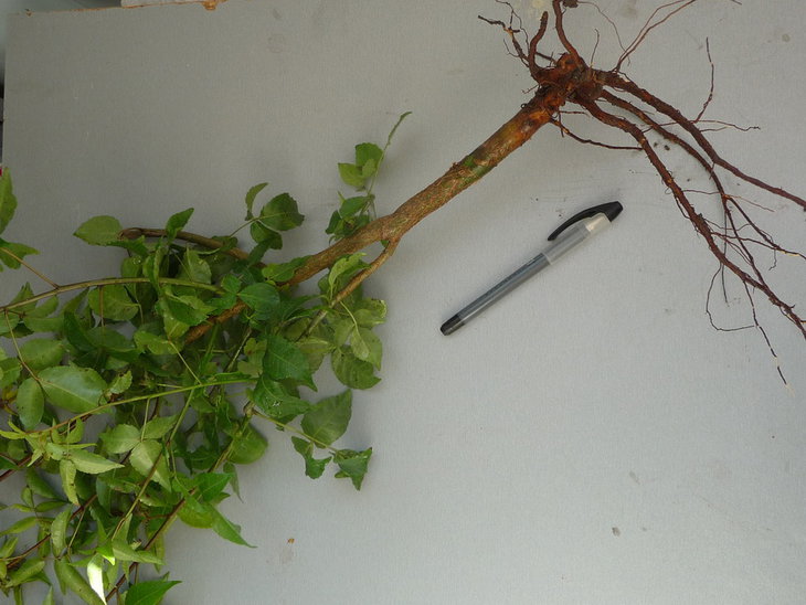 Commiphora harvey